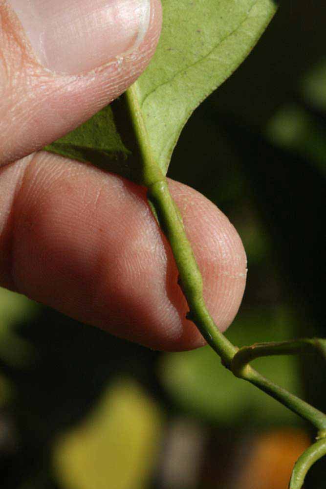              Petiole (Riverside, CA)       